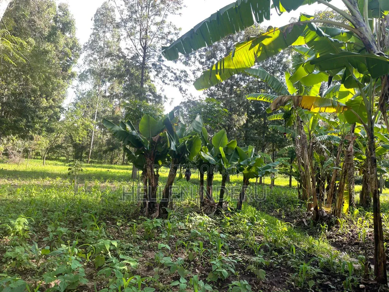 5 Acres in Karen