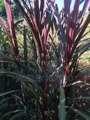 Red Napier