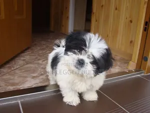 1-3 months Female Purebred Maltese