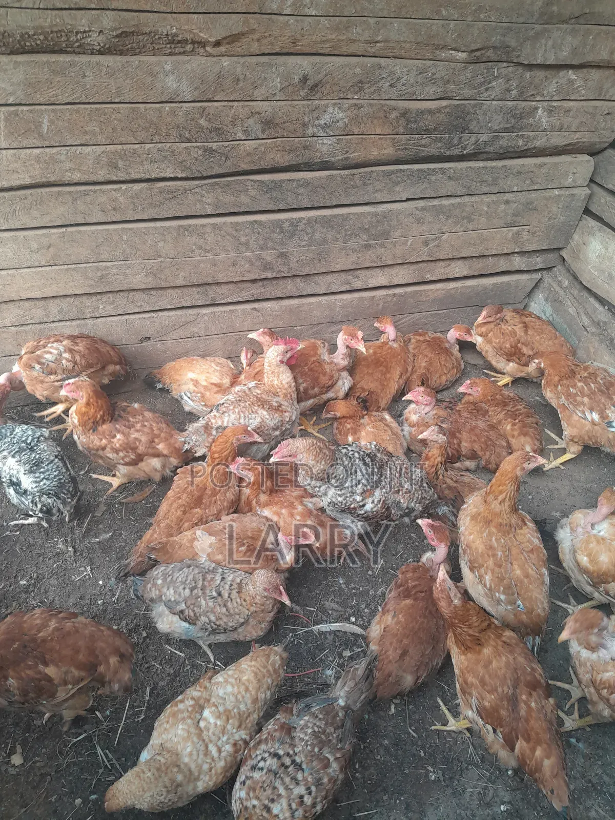 Kenbro Chicken