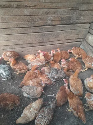 Kenbro Chicken