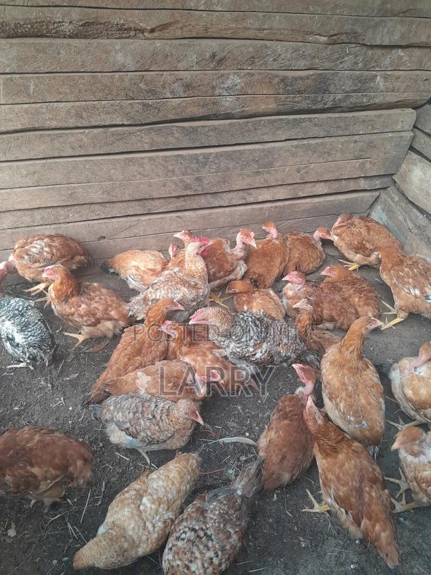 Kenbro Chicken