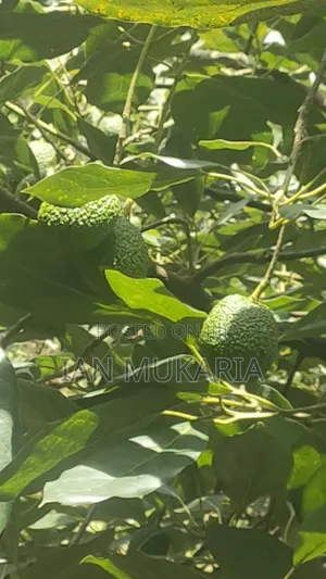 Affordable Hass Avocado