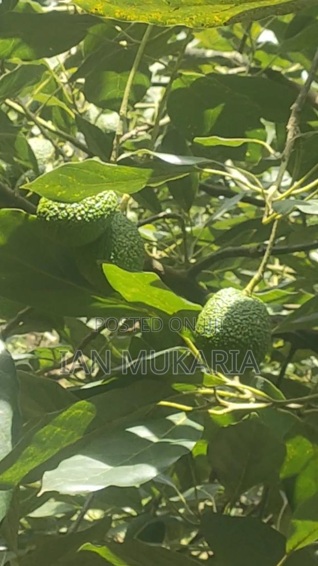 Affordable Hass Avocado