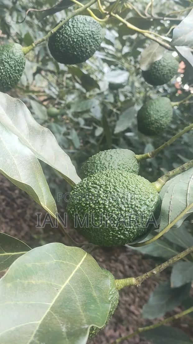 Affordable Hass Avocado - thumbnail 2