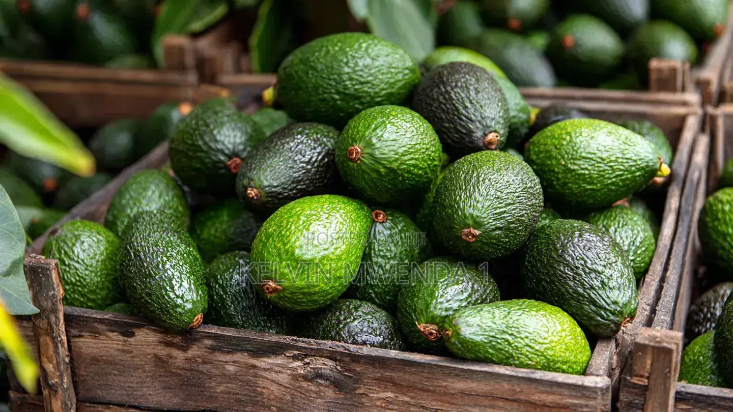Avocados Ripe And Unripe