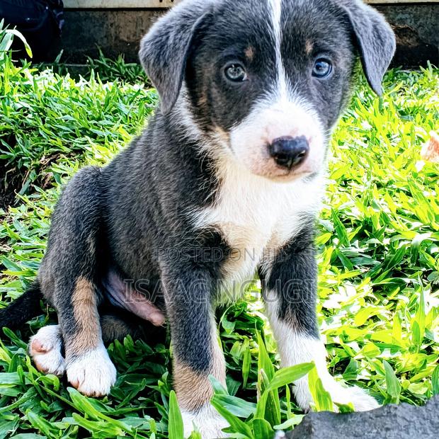 1-3 months Male Mixed Breed American Pit Bull Terrier