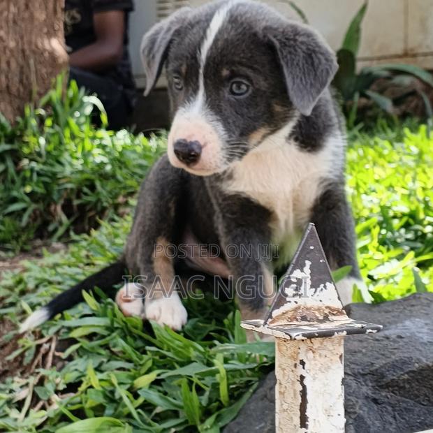1-3 months Male Mixed Breed American Pit Bull Terrier - thumbnail 2