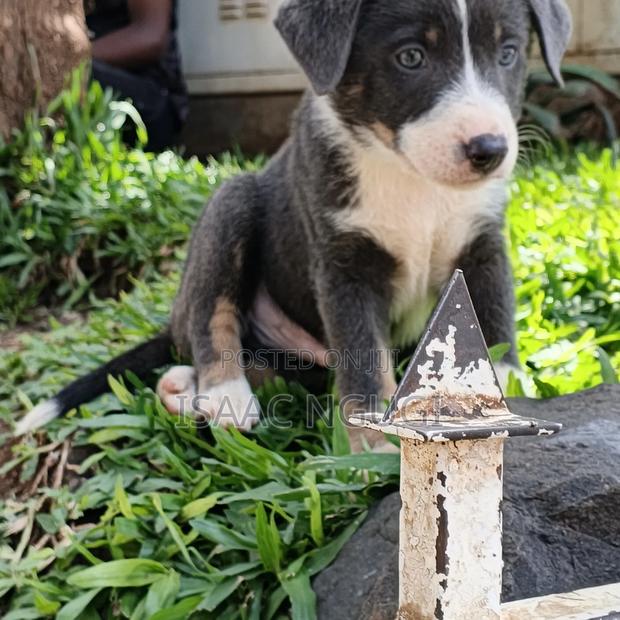 1-3 months Male Mixed Breed American Pit Bull Terrier - thumbnail 3