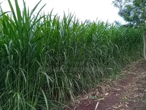 Juncao Chinese Grass