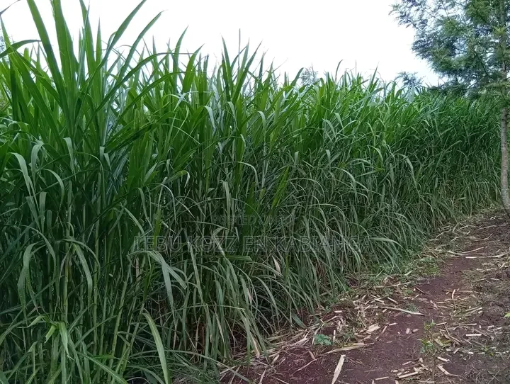 Juncao Chinese Grass