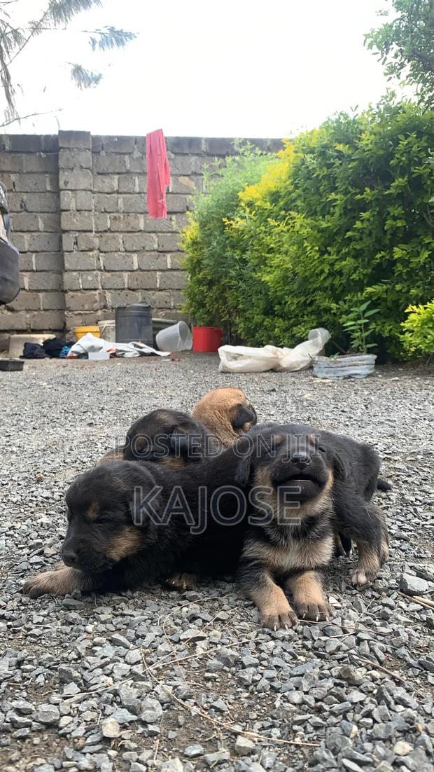 0-1 month Female Mixed Breed German Shepherd - thumbnail 3