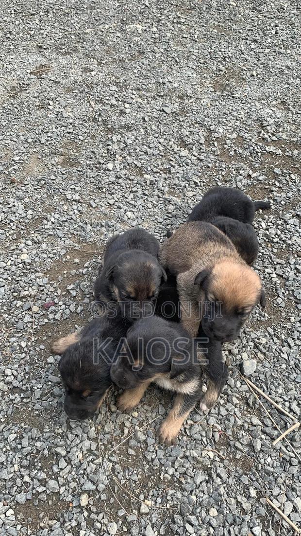 0-1 month Female Mixed Breed German Shepherd - thumbnail 4