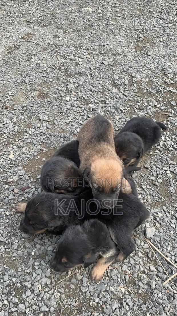 0-1 month Female Mixed Breed German Shepherd - thumbnail 5