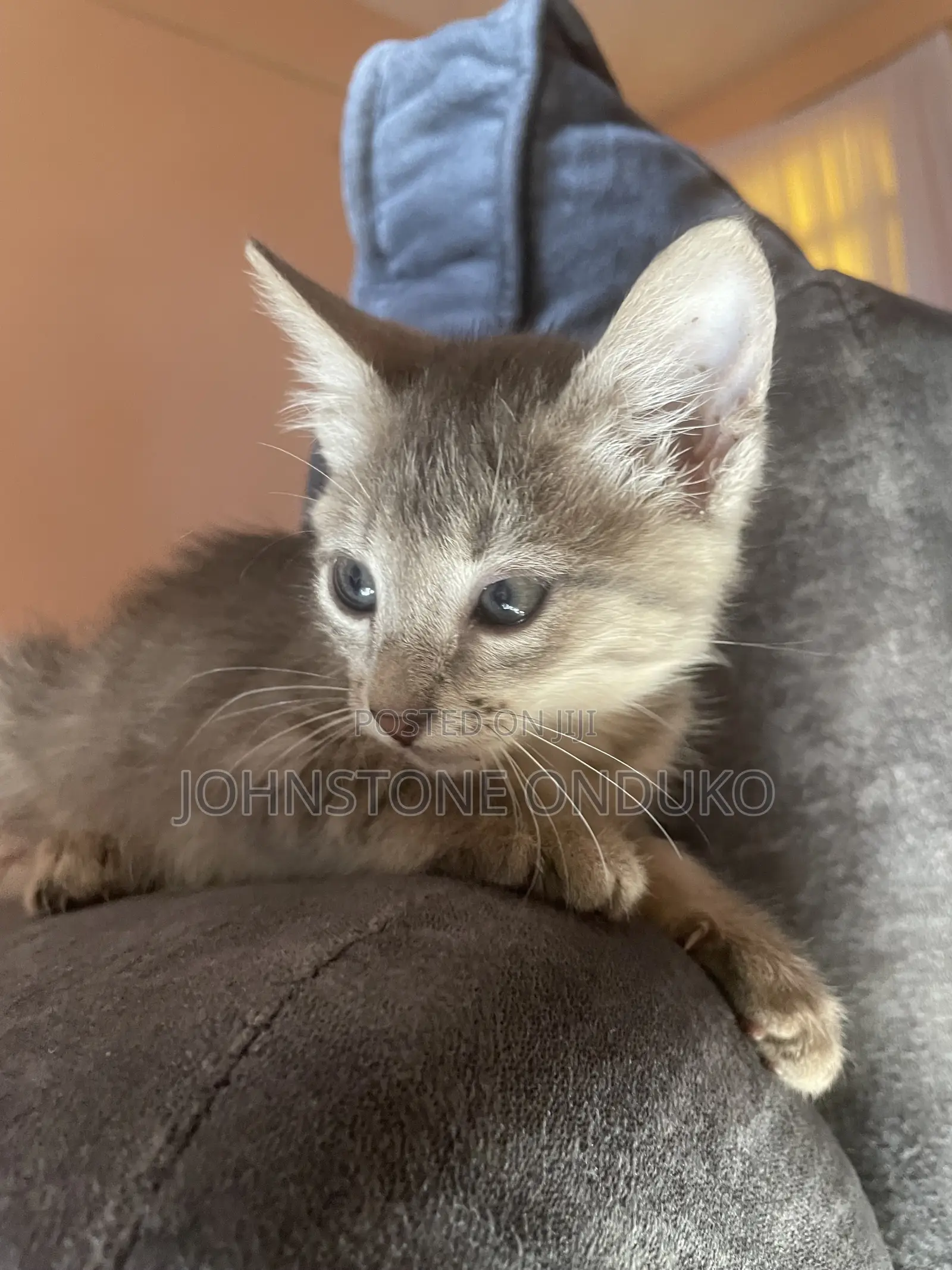 1-3 months Female Purebred Tabby