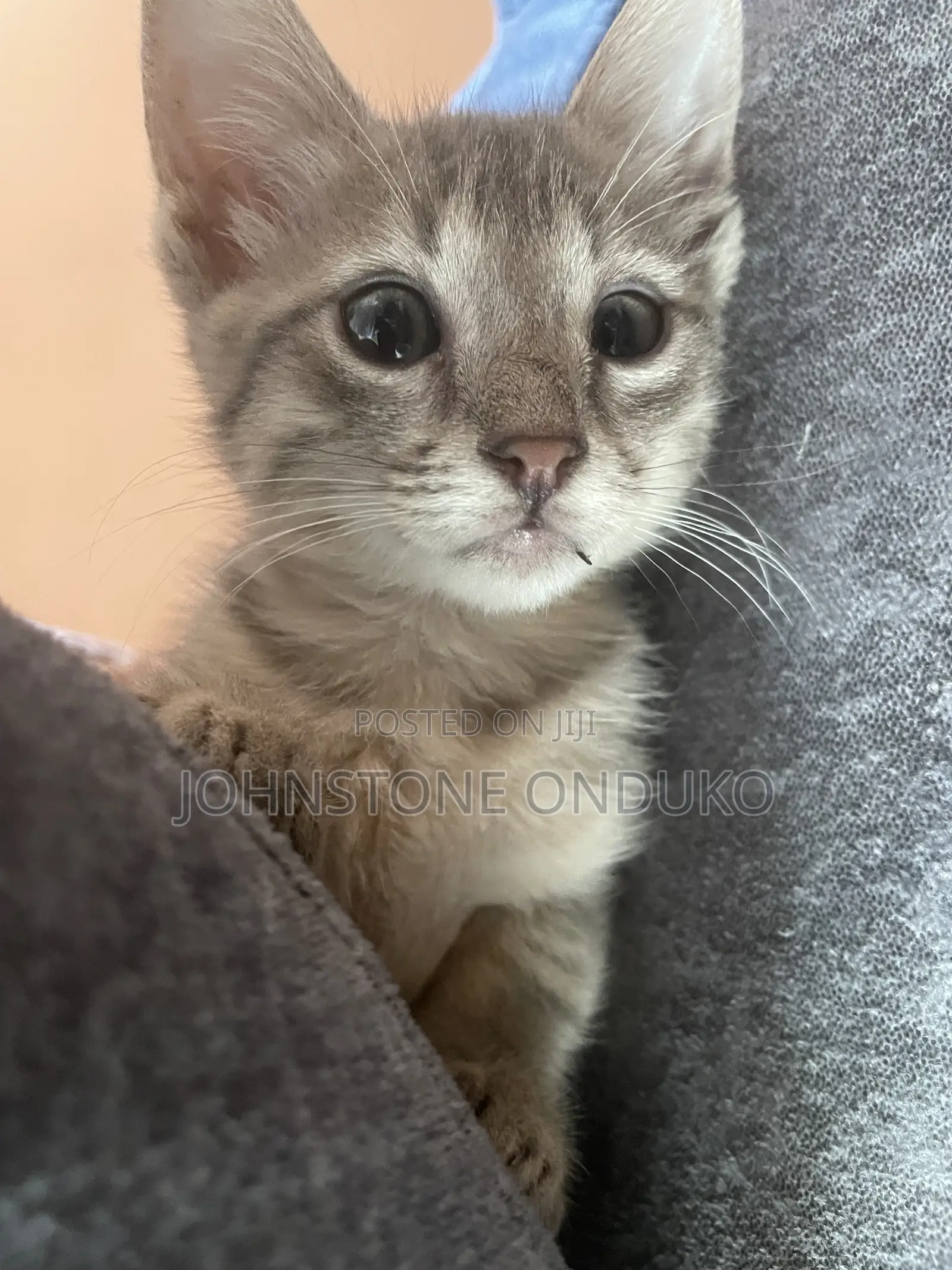 1-3 months Female Purebred Tabby