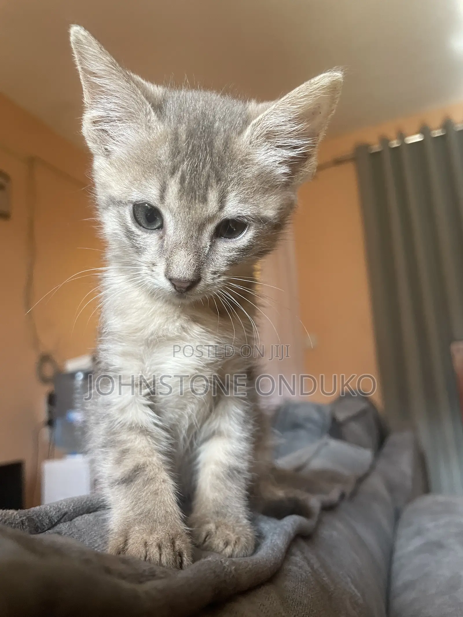 1-3 months Female Purebred Tabby