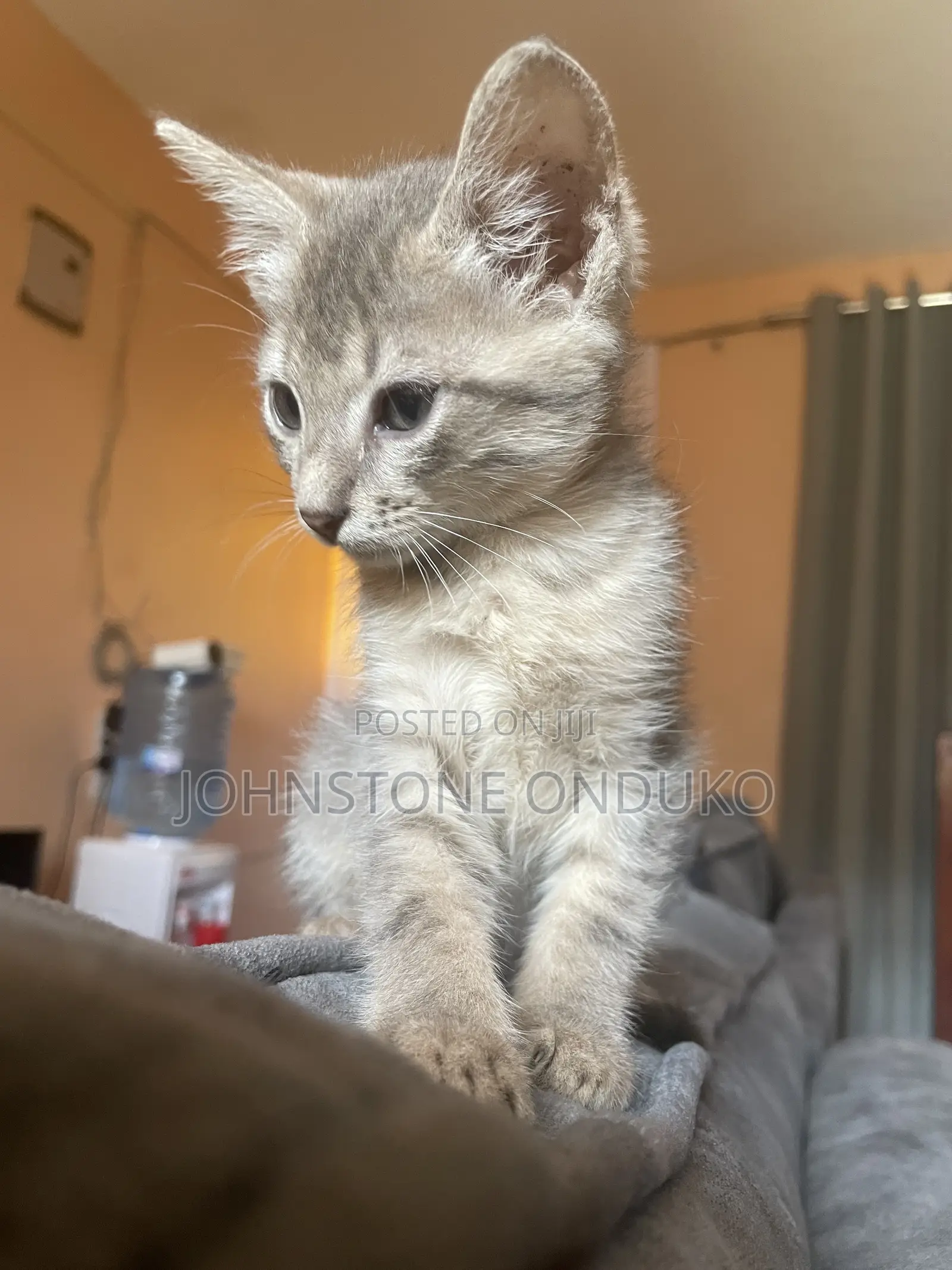 1-3 months Female Purebred Tabby