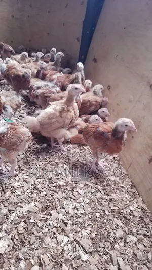 3 Weeks Sasso F1 Fully Vaccinated Chicks at Machakos