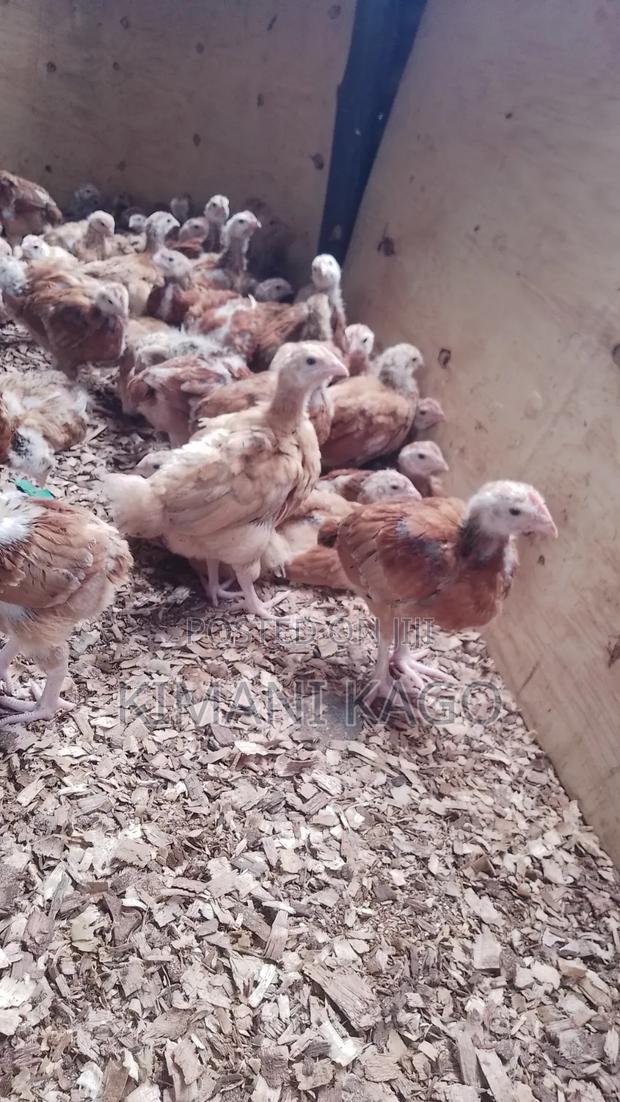 3 Weeks Sasso F1 Fully Vaccinated Chicks at Machakos