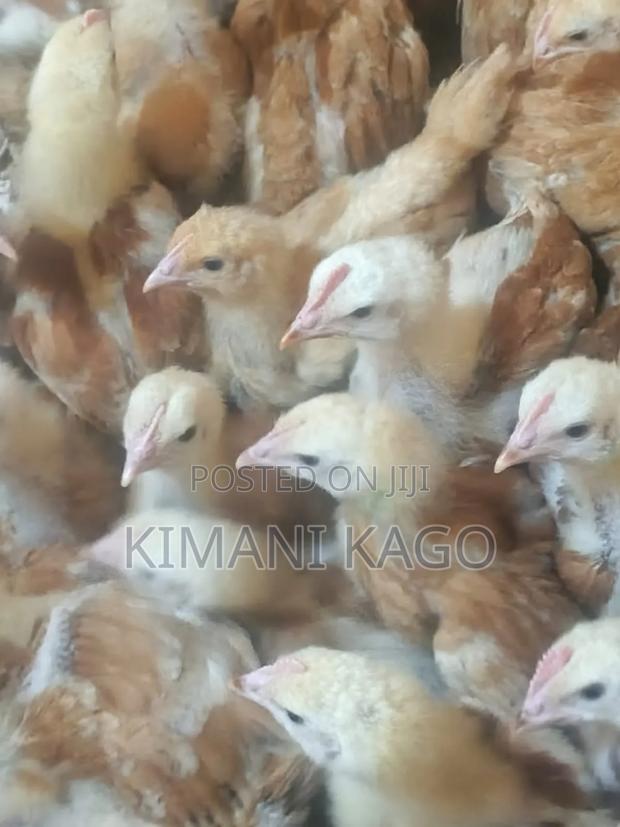 3 Weeks Sasso F1 Fully Vaccinated Chicks at Machakos - thumbnail 2