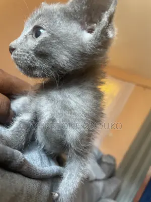 1-3 months Female Purebred Tabby