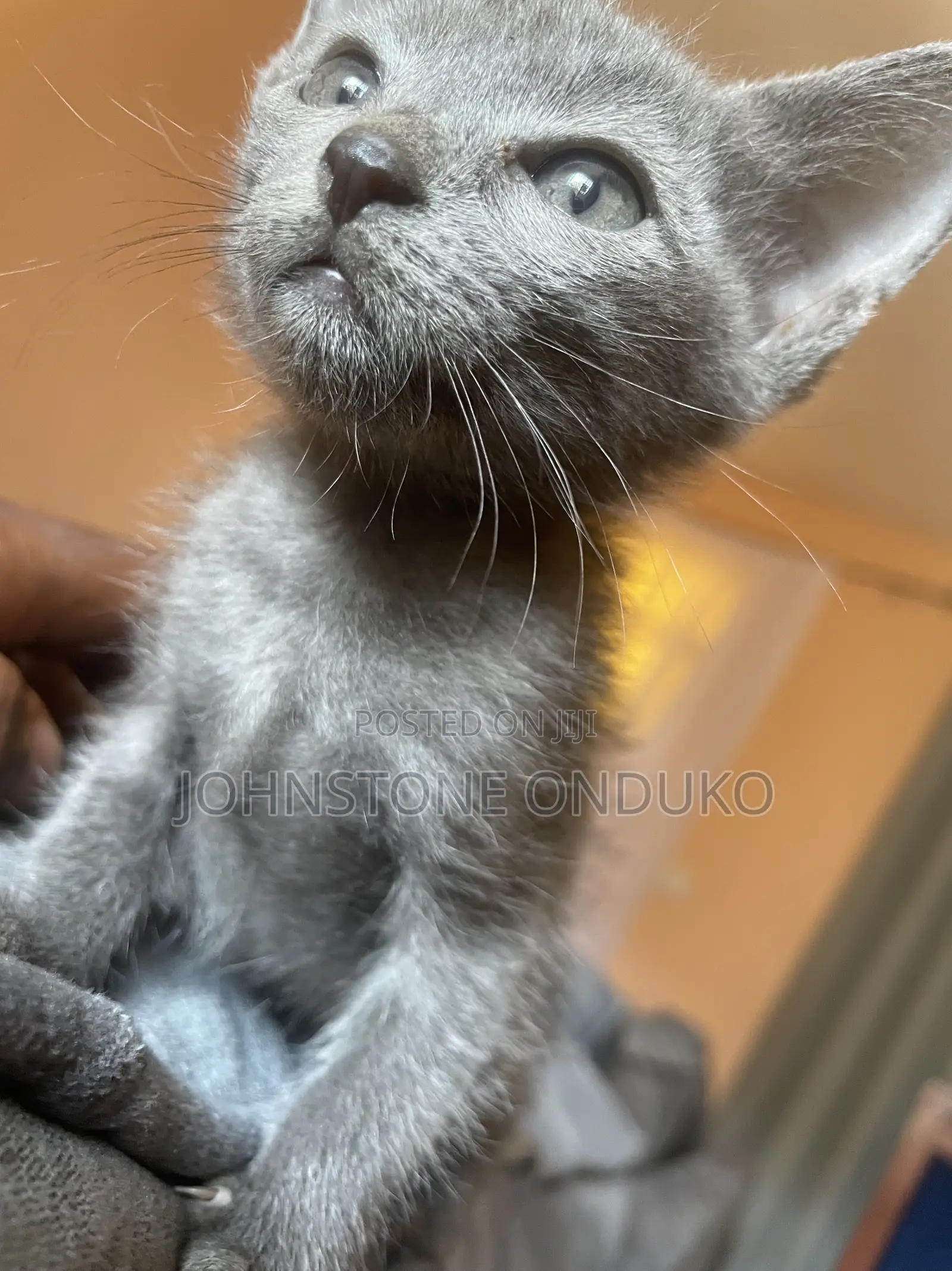 1-3 months Female Purebred Tabby