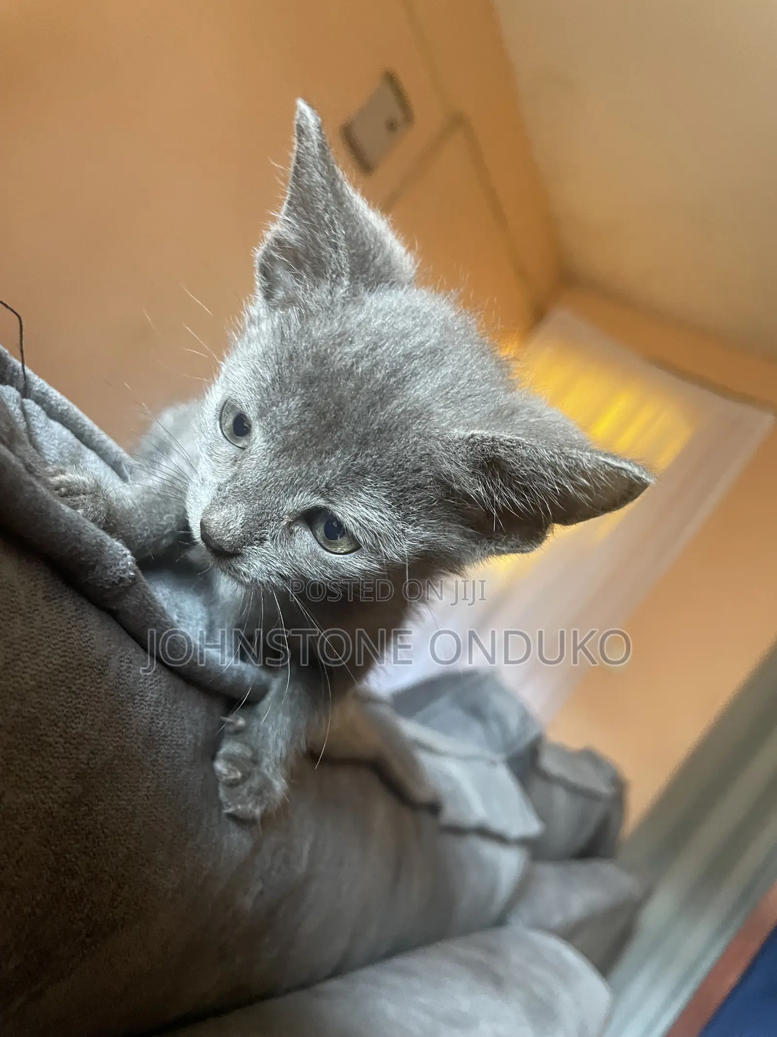 1-3 months Female Purebred Tabby