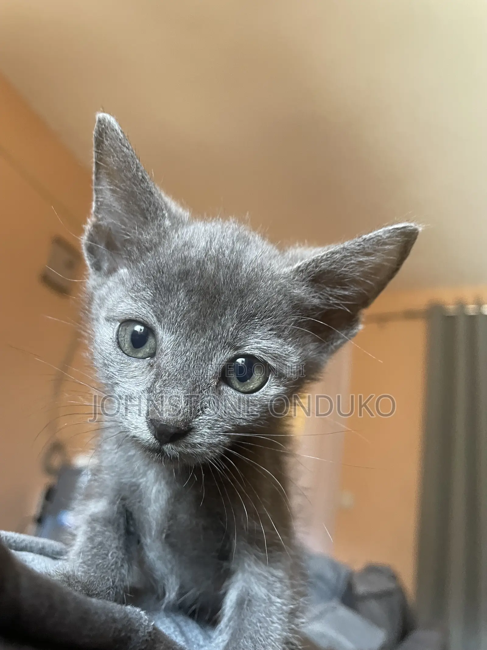 1-3 months Female Purebred Tabby