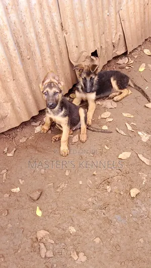 1-3 months Female Purebred German Shepherd