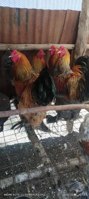 Brahma Cockerels