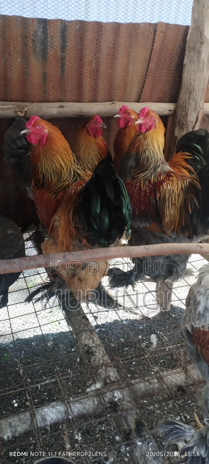 Silky Bantams