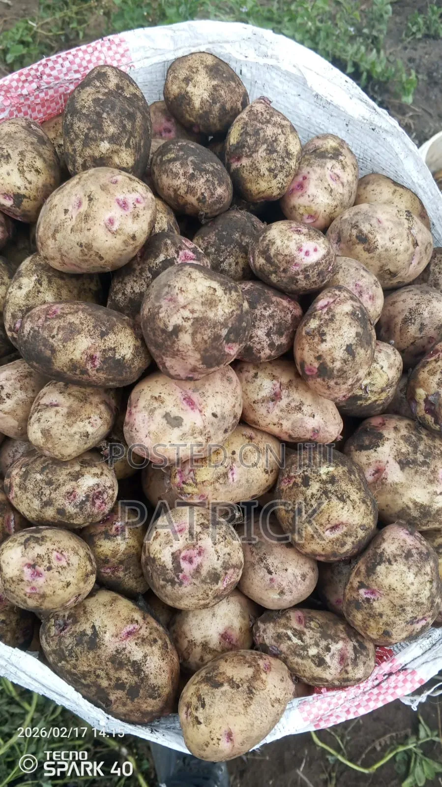 Potatoes Wholesale Retail