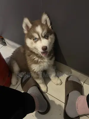 1-3 months Male Purebred Siberian Husky