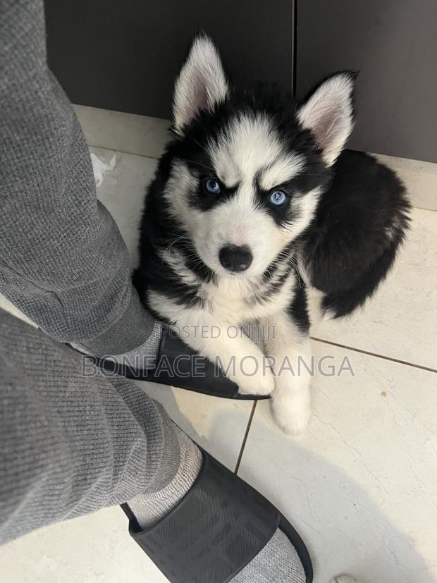 1-3 months Male Purebred Siberian Husky - thumbnail 4