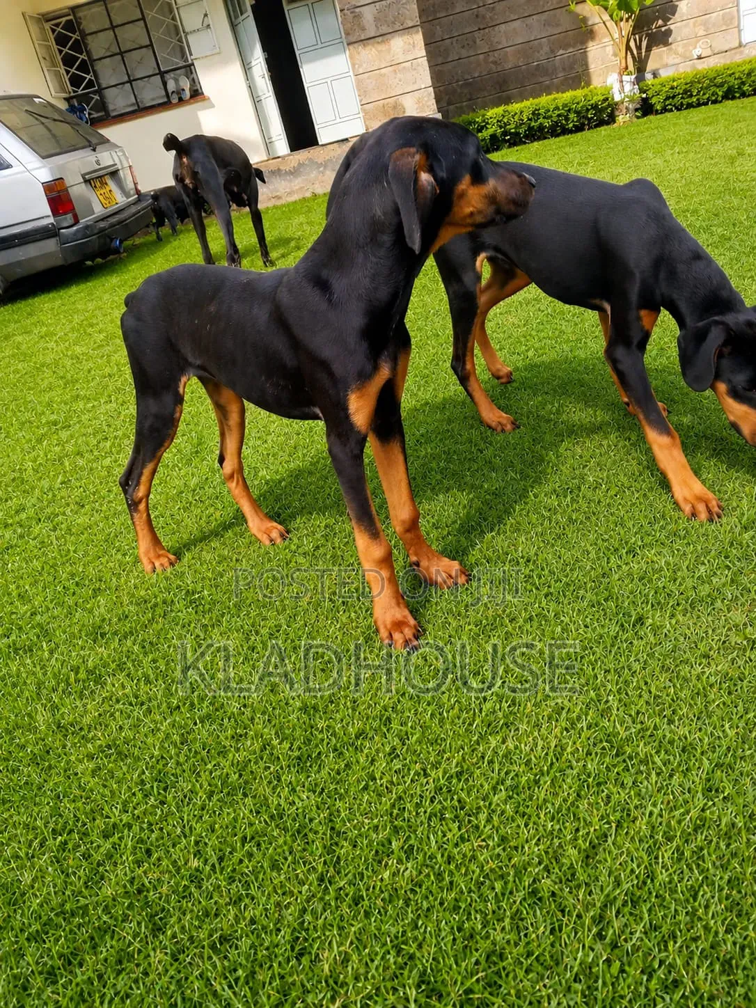 1-3 months Female Purebred Doberman Pinscher
