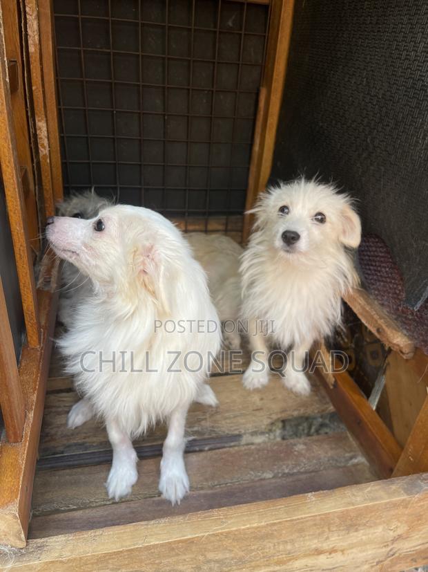 3-6 months Female Purebred Japanese Spitz