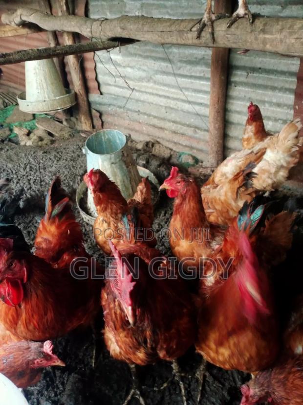 Sasso Chickens for Sale