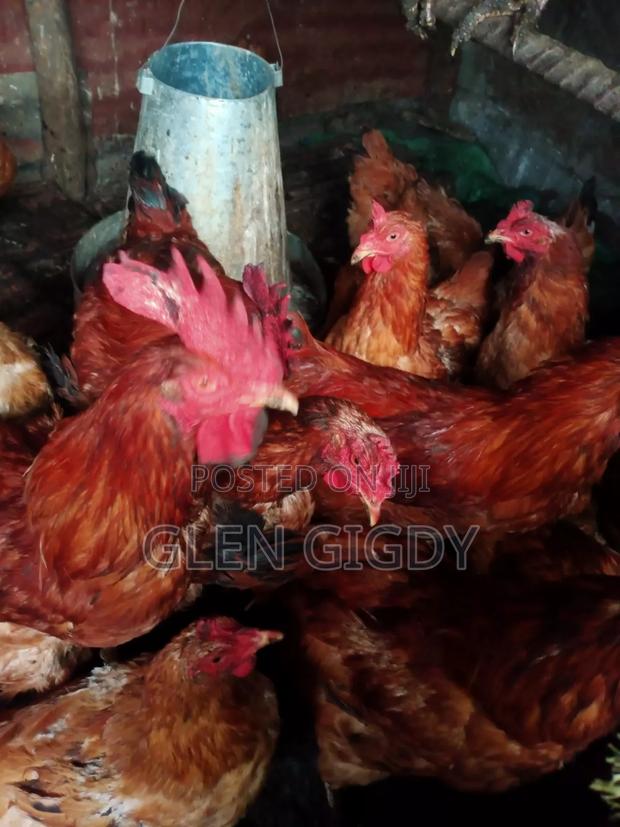 Sasso Chickens for Sale - thumbnail 3
