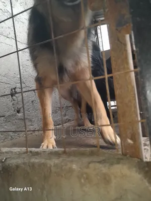 1+ year Female Purebred German Shepherd