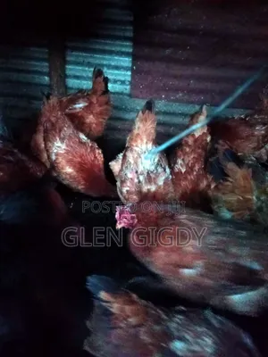 Sasso Chickens for Sale