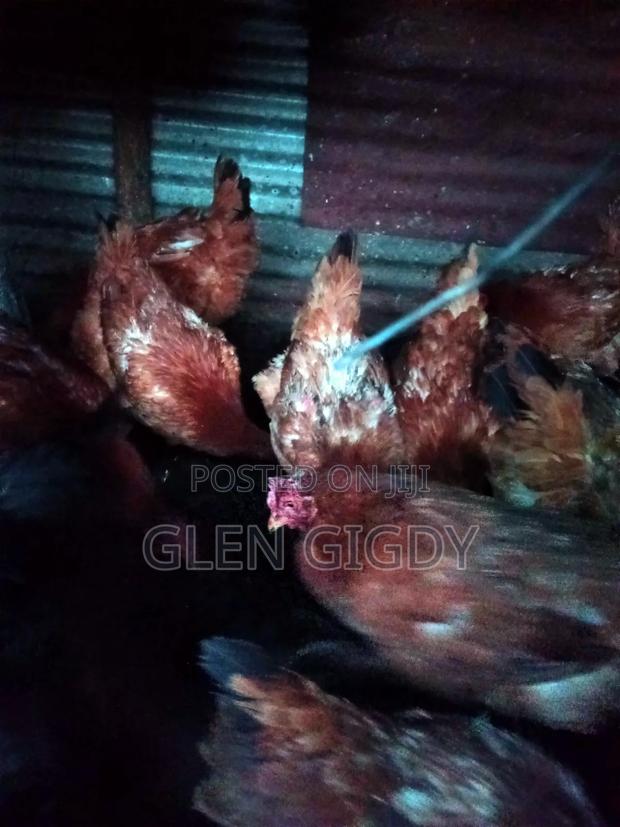 Sasso Chickens for Sale
