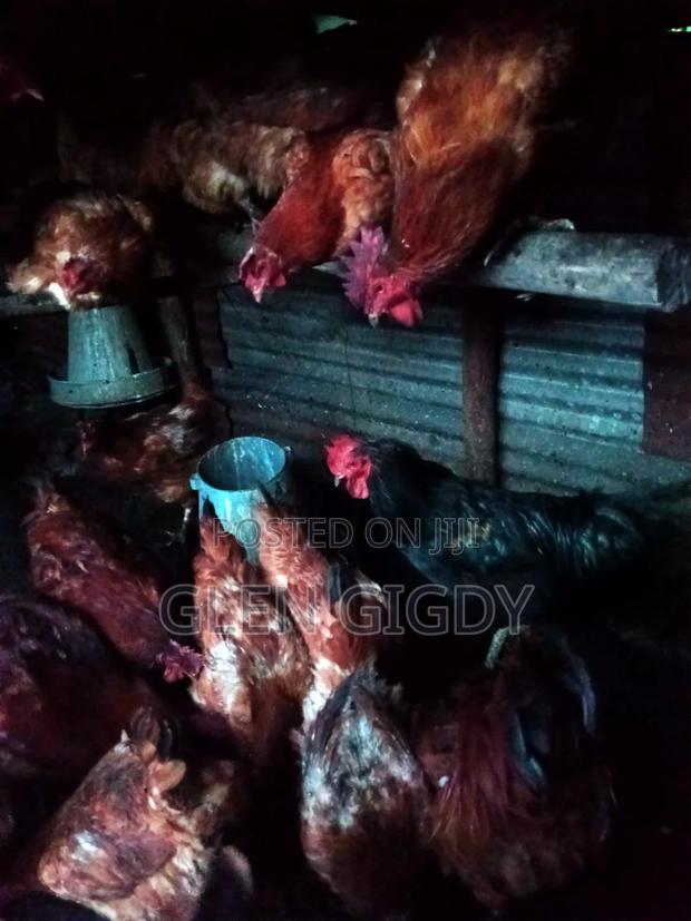 Sasso Chickens for Sale - thumbnail 3