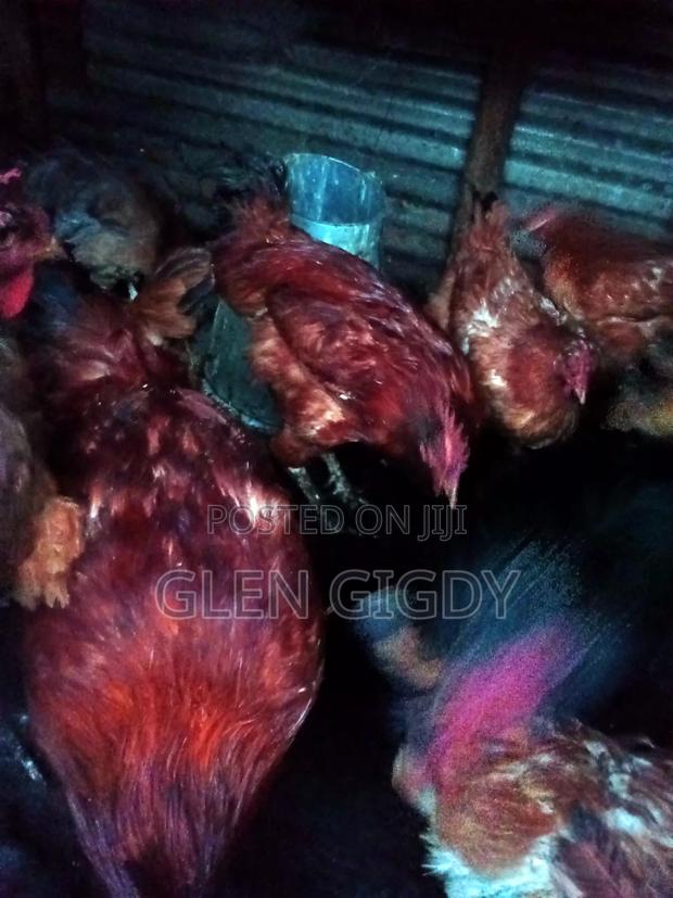 Sasso Chickens for Sale - thumbnail 4