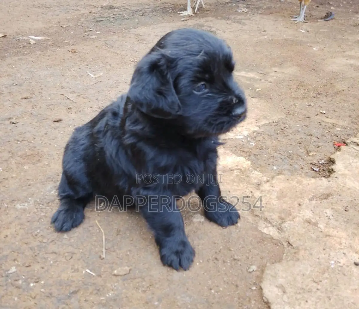 1-3 months Male Purebred Havanese