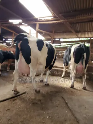 Annita Dairy Farm