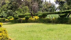 Offering Landscaping and Fence Trimming Services