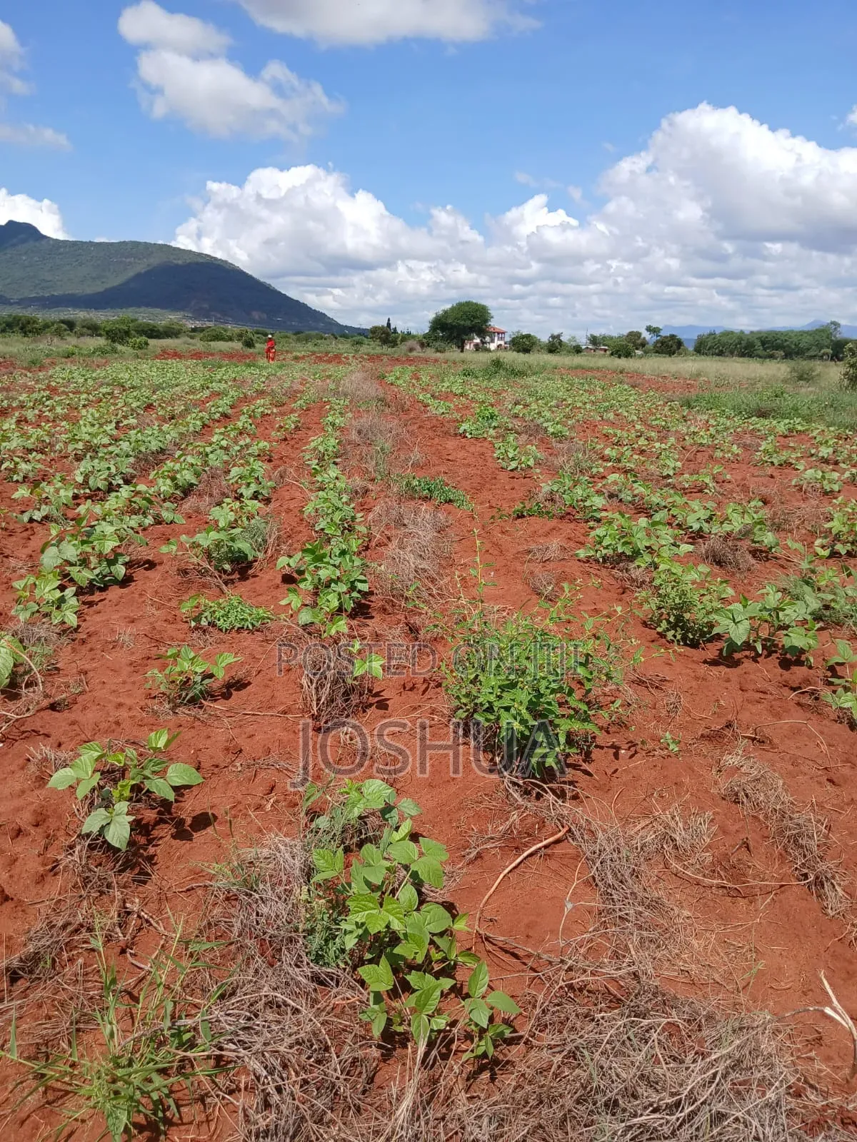 Selling Green Grams (Makueni)
