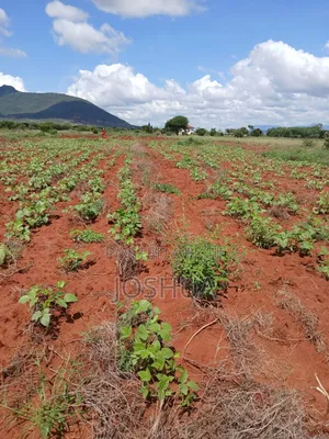 Selling Green Grams (Makueni)