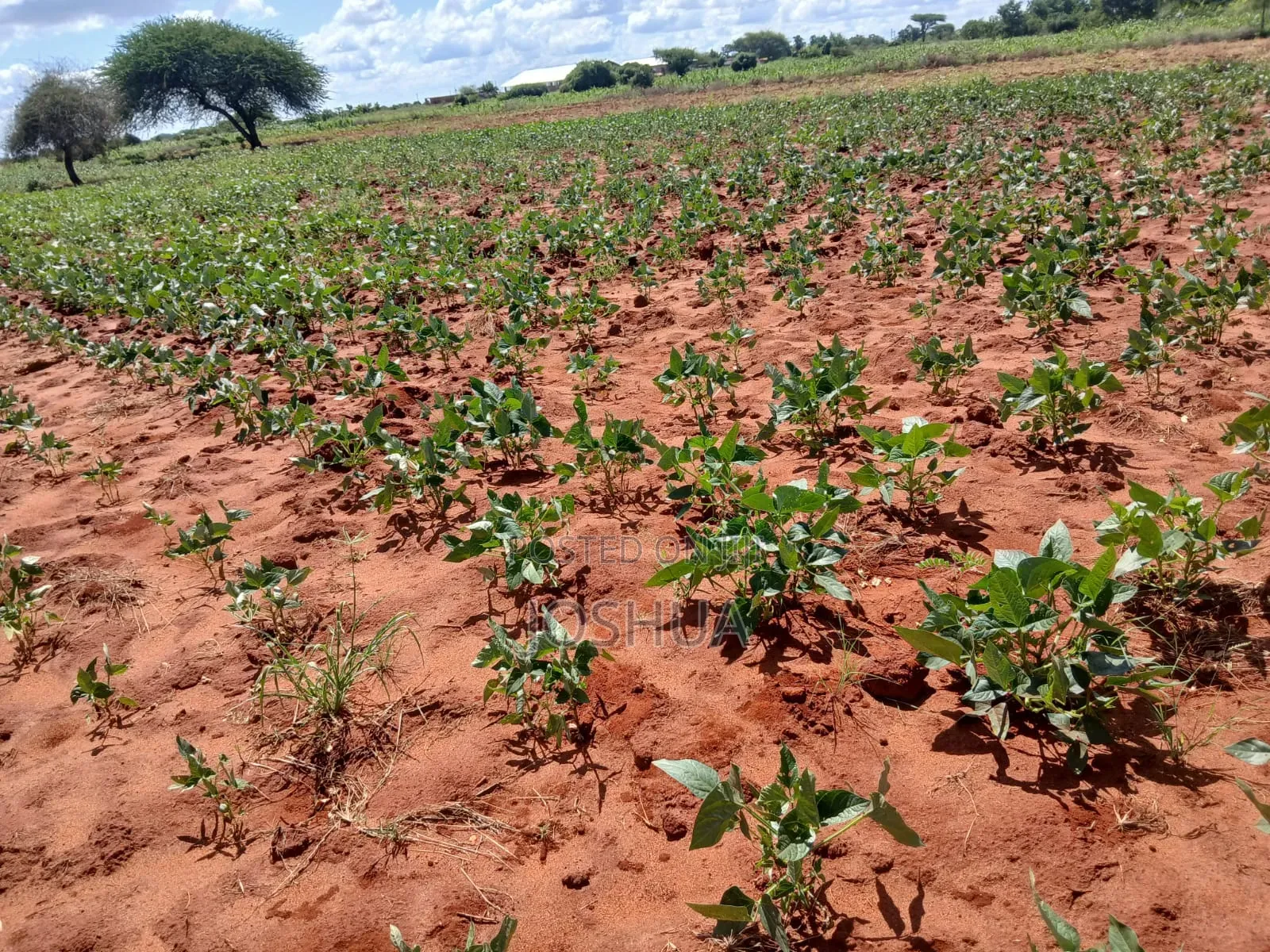 Selling Green Grams (Makueni)
